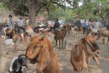 Di OKU warga minati peternakan kambing