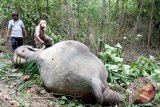 Gajah Sumatera Mati dibunuh