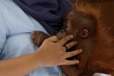 Dokter hewan, Yenny sambil menggendong, menjelaskan kondisi kesehatan bayi orangutan, Bintang (10 bulan) di klinik Yayasan Ekosistem Lestari (YEL), Kabupaten Deli Serdang, Medan, Kamis (11/9). Bayi orangutan tersebut didapat dari Dinas Kehutanan Blangkejeren, Aceh satu bulan yang lalu dalam kondisi mengenaskan, yaitu penuh luka di kepala, patah tulang di bahu dan rahang sebelah kanan, serta paru - paru yang penuh nanah, dan diperkirakan induknya pun mati dibunuh. ANTARA FOTO/Regina Safri/ed/ama/14.