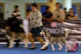 Seorang peserta berlari dengan anjing nya jenis Siberian husky disela-sela kontes anjing 'CAC International Dog Show 2014' di Airlangga Convention Centre (ACC) Surabaya, Jatim, Sabtu (20/9). Kontes anjing yang diikuti puluhan trah yang berlangsung hingga Minggu (21/9) tersebut bertujuan untuk menjalin silaturahmi bagi penggemar anjing peranakan ataupun lokal. ANTARA FOTO/M Risyal Hidayat/wdy/14