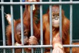 Dua orangutan Sumatra (Pongo abelii) berada di karantina Yayasan Ekosistem Lestari (YEL), Deli Serdang, Sumatra Utara, Kamis (11/9). Berdasarkan The World Conservation Union (IUCN), orangutan Sumatra masuk kategori "Critically Endangered" atau sangat kritis, dengan itu diharapkan pemerintah tegas dan konsisten untuk menjaga hutan beserta isinya, serta serius menangani satwa liar yang dilindungi Undang - undang. ANTARA FOTO/Regina Safri/ed/ama/14.