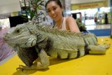 Seorang perempuan mengamati Green Iguana, saat Pameran Reptil di Ciputra World Surabaya, Kamis (11/9). Pameran reptil yang diikuti ratusan penggemar reptil se Indonesia tersebut, bertujuan untuk memupuk cinta satwa, khususnya reptil. ANTARA FOTO/Eric Ireng/ed/ama/14