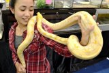 Seorang perempuan menunjukkan ular Phyton peliharaannya, saat Pameran Reptil di Ciputra World Surabaya, Kamis (11/9). Pameran reptil yang diikuti ratusan penggemar reptil se Indonesia tersebut, bertujuan untuk memupuk cinta satwa, khususnya reptil. ANTARA FOTO/Eric Ireng/ed/ama/14