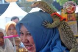 Seekor biawak Maluku naik diatas kepala pengunjung saat kegiatan Pet Care Day 2014 (Perawatan binatang kesayangan) di Lapangan IPB Baranangsiang, jalan raya Pajajaran, Kota Bogor, Jabar, Minggu (21/9). Kegiatan yang diisi dengan talk show, lomba kucing dan anjing, balapan hamster, berbagai jenis hewan reptil eksotis dan keperluan hewan peliharaan ini bertujuan untuk mengenalkan pentingnya rasa cinta masyarakat terhadap hewan khususnya hewan kesayangan. ANTARA FOTO/Arif Firmansyah/ed/nz/14