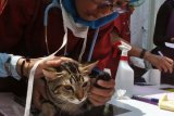 Dokter hewan memeriksa kesehatan kucing saat kegiatan Pet Care Day 2014 (Perawatan binatang kesayangan) di Lapangan IPB Baranangsiang, jalan raya Pajajaran, Kota Bogor, Jabar, Minggu (21/9). Kegiatan yang diisi dengan talk show, lomba kucing dan anjing, balapan hamster, berbagai jenis hewan reptil eksotis dan keperluan hewan peliharaan ini bertujuan untuk mengenalkan pentingnya rasa cinta masyarakat terhadap hewan khususnya hewan kesayangan. ANTARA FOTO/Arif Firmansyah/ed/nz/14