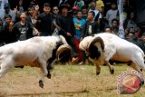 Sepasang domba Garut mengikuti Liga Seni Ketangkasan Domba Adu di Babakan Siliwangi Bandung, Jawa Barat, Minggu (7/9). Seni ketangkasan domba Garut diharapkan menjadi salah satu ikon wisata di kota Bandung untuk meningkatkan kunjungan wisatawan. ANTARA FOTO/Agus Bebeng/Asf/pd/14.