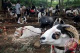 Sejumlah Domba Garut bersiap mengikuti Liga Seni Ketangkasan Domba Adu di Babakan Siliwangi Bandung, Jawa Barat, Minggu (7/9). Seni Ketangkasan Domba Garut diharapkan menjadi salah satu ikon wisata di kota Bandung untuk meningkatkan kunjungan wisatawan. ANTARA FOTO/Agus Bebeng/Asf/pd/14.