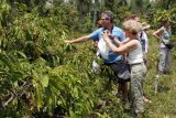 Sejumlah wisatawan asing asal Perancis mengambil foto biji kopi tanaman kopi di perkebunan kopi lereng Gunung Kelud, Desa Sugih Waras, Ngancar, Kediri, Jawa Timur, Minggu (21/9). Wisatawan mancanegara sengaja datang untuk melihat perkebunan kopi yang merupakan bahan utama Kopi Luwak, mengingat kopi itu berpredikat sebagai kopi termahal di dunia. ANTARA FOTO/Rudi Mulya/ss/pd/14