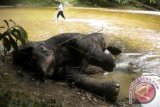 Bangkai Gajah Sumatera (Elephas maximus Sumatranus) ditemukan pinggir sungai Cengeh, Desa Pangong, Krueng Sabe, Aceh Jaya, Aceh, Sabtu (6/9). Gajah jantan yang diperkirakan berusia 20 tahun ditemukan tanpa gading dengan kondisi mayat dipenuhi luka. ANTARA FOTO/Anwar/wra/14.