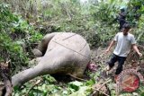 Warga menemukan Gajah Sumatera (Elephas Maximus Sumatranus) mati akibat dibunuh di kawasan pedalaman Desa Jambo Reuhat, Kecamatan Banda Alam, Provinsi Aceh, Minggu (7/9). Gajah Sumatera mamalia langka terbesar di Indonesia itu segaja di bunuh sebab ditemukan luka di bagian kepala dan wajah, sementara sepasang gadingnya hilang. ANTARA FOTO/Rahmad