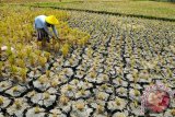 216 Hektare Padi di NTB dilanda Puso