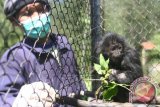 Seorang penjaga satwa memberi makan Kentrung, bayi Lutung Jawa (Trachipitecus Auratus) di Javan Langur Centre (JLC), Coban Talun, Batu, Jawa Timur, Selasa (23/9). Bayi Lutung Jawa berusia 6 bulan tersebut diselamatkan dari pedagang satwa liar dalam keadaan dehidrasi dan luka-luka. ANTARA FOTO/Ari Bowo Sucipto/wdy/14.