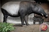 Kelahiran Anak Tapir