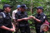 Konservasi Harimau Sumatera