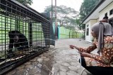 Petugas menyirami seekor Beruang Madu (Helarctos Malayanus) yang terperangkap di lahan perkebunan Aur Gading, Sarolangun (sekitar 179 km dari Kota Jambi) setibanya di Kebun Binatang Taman Rimba, Jambi, Kamis (2/10). Beruang jantan berusia sekitar 6-8 tahun tersebut masuk ke dalam perangkap yang dipasang petugas BKSDA setempat pada Selasa (30/9) dini hari di lokasi perkebunan yang sering ditemukan konflik manusia-satwa. ANTARA FOTO/Wahdi Septiawan/ss/pd/14.