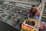 Petani tambak memanen kepiting sangkak atau kepiting lunak yang dibudidayakan dalam keramba apung di kawasan pesisir, Meuraxa, Banda Aceh, Kamis (23/10). Kepiting sangkak yang mulai dibudidayakan paska tsunami tahun 2004 lalu di lahan tambak, itu di ekspor ke Singapura, Thailand, China dan Hongkong oleh eksportir dengan harga di pasaran lokal Rp137.000 hingga Rp140.000/kg. ANTARA FOTO/Ampelsa/wdy/14.