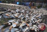 Seorang pekerja menjemur sirip ikan siu di desa Pabean Udik, Indramayu, Jawa Barat, Kamis (30/10). Pengusaha ekspor sirip hiu mengeluhkan merosotnya harga sirip hiu di pasar dari harga Rp. 800 ribu per kilogram menjadi RP. 400 ribu per kilogram akibat semakin sedikit peminat sirip hiu. ANTARA FOTO/Dedhez Anggara/wdy/14.