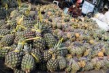 Kediri (Antara Jatim) - Petani menyortir buah nanas hasil pertanian lereng Gunung Kelud, sebelum di pasarkan di pasar grosir buah dan sayur di Pasar Ngronggo, Kediri, Jawa Timur, Selasa (21/10). Pada musim panen kemarau ini harga buah nanas khas lereng Gunung Kelud tersebut naik dari Rp8.000 - Rp10.000 menjadi Rp15.000 untuk satu ikat yang berisi 10 buah nanas, melonjaknya harga nanas tersebut akibat musim kemarau yang membiuat petani buah harus mengeluarkan biaya lebih untuk biaya pengairan dan penambahan pemberian pupuk. (FOTO Rudi Mulya/14/edy)