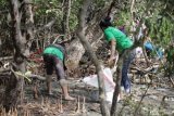      Surabaya (Antara Jatim) - Relawan Komunitas Nol Sampah Surabaya dan Kelompok Petani Tambak (KPT) Truno Djoyo melakukan perawatan rutin pohon mangrove di sepanjang Sungai Wonorejo, Minggu (12/10). Komunitas Nol Sampah Surabaya menyatakan sampah plastik baik kemasan maupun tas kresek merupakan ancaman bagi keberlangsungan pohon mangrove di sepanjang Sungai Wonorejo Rungkut, Surabaya. Foto Abdul Hakim/14/Oka.
