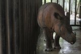 Badak Sumatra (Dicerorhinus sumatrensis) bernama Bina (31 tahun) masih berada di kandangnya sebelum dilepas di hutan Taman Nasional Way Kambas, Lampung Timur, Selasa (11/11). Yayasan Badak Indonesia (YABI) bekerja sama dengan Tropical Forest Conservation Action (TFCA) membantu melestarikan Badak Sumatra yang populasinya sangat kritis selain akibat perburuan cula ilegal, pengalihfungsian hutan jadi kebun sawit, juga karena sulitnya mengawinkan badak tersebut. ANTARA FOTO/Regina Safri/ed/Spt/14.
