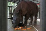 Badak Sumatra (Dicerorhinus sumatrensis) bernama Bina (31 tahun) masih berada di kandangnya sebelum dilepas di hutan Taman Nasional Way Kambas, Lampung Timur, Selasa (11/11). Yayasan Badak Indonesia (YABI) bekerja sama dengan Tropical Forest Conservation Action (TFCA) membantu melestarikan Badak Sumatra yang populasinya sangat kritis selain akibat perburuan cula ilegal, pengalihfungsian hutan jadi kebun sawit, juga karena sulitnya mengawinkan badak tersebut. ANTARA FOTO/Regina Safri/ed/Spt/14.
