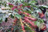 Seorang petani kopi di Kampung Wih Resap Kecamatan Mesidah Kabupaten Bener Meriah sedang mengutip biji kopi arabica Rabu (19/11). Harga biji kopi saat ini sedang turun dari sebelumnya biji kopi glondongan (kopi merah) Rp9000/bambu kini menjadi Rp7500/bambu, turunnya harga kopi itu karena musim hujan di daerah setempat. ANTARAACEH.COM/ZULKARNAIN