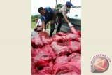 Petugas kepolisian dan Bea Cukai mengangkut bawang illegal jenis bombai untuk dimusnahkan di Lhokseumawe, Provinsi Aceh. Senin (24/11). Sebanyak 30 ton bawang ilegal dimusnahkan hasil tangkapan polisi saat mengagagalkan penyeludupan bawang melalui perairan Selat Malaka di kawasan Samudera Geudong. ANTARA FOTO/Rahmad/Rei/ama/14.