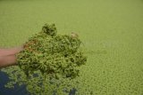 Jember (Antara Jatim) - Seorang peternak lele memperlihatkan Azolla (Azolla microphylla) atau tumbuhan sejenis paku air untuk pakan alternatil lele di Kelurahan Kebonsari, Sumbersari, Jember, Jawa Timur, Kamis (27/11). Naiknya harga bahan bakar minyak menyebabkan harga pakan atau pelet ikan naik sekitar Rp5.000 - Rp7.000/ sak ukuran 3 Kg dari harga sebelumnya Rp290.000/sak ukuran 3 Kg sehingga peternak menggunakan pakan alternatif.  FOTO/Seno/14/Oka.