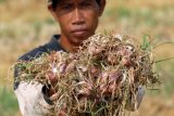 Pamekasan (Antara Jatim) - Seorang petani menunjukkan tanaman bawang merah yang rusak di Desa Potoan Laok, Palengaan, Pamekasan, Jati, Jumat (7/11). Petani bawang di daerah itu mengaku tanaman bawangnya gagal panen karena rusak yang disebabkan kurang air dan cuaca yang terlalu panas. FOTO Saiful Bahri/14/DK

