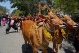 Pamekasan (Antara Jatim) - Pemilik sapi sonok (hias) menari saat mengendalikan pasangan sapi sonok pada pawai budaya dalam rangka memeriahkan hari jadi ke-484 Kabupaten Pamekasan, Jawa Timur, Senin (3/11). Pawai yang dimeriahkan dengan batik carnival dan sapi sonok tersebut, mengangkat tema 