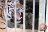 Satu dari empat ekor anak harimau Benggala (Phantera Tigris Tigris) berusia 23 hari bersama induknya Wesa ketika ditunjukan kepada wartawan, di Taman Margasatwa Medan (TMM), Sumut, Senin (1/12). Lahirnya empat ekor anak harimau Benggala tersebut, menambah koleksi harimau di TMM yakni sebanyak 20 ekor, 14 diantaranya Harimau Sumatra (Panthera Tigris Sumatrae). ANTARA FOTO/Irsan Mulyadi/Koz/ama/14.