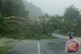 Pohon asem tumbang timpa pengendara sepeda motor