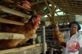 Peternak menunjukkan ayam petelur yang mati, akibat perubahan cuaca, di peternakan ayam petelur Desa Panglegur, Tlanakan, Pamekasan, Jatim, Kamis (18/12). Peternak di daerah itu mengaku, ayam petelur yang mati akibat peralihan cuaca pada tahun ini, mencapai 15 persen. Kondisi tersebut memaksa peternak mengeluarkan biaya tambahan guna membeli obat-obatan. ANTARA FOTO/Saiful Bahri/Rei/pd/14.