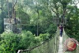 Seorang wisatawan melintasi jembatan tajuk (Canopy Bridge) di taman wisata Bukit Bengkirai Kutai Kartanegara Kalimantan Timur, Rabu (17/12). Canopy Bridge Bukit Bengkirai merupakan wahana wisata satu-satunya di Indonesia yang sudah ada sejak 1989 lalu. Foto Antaranews Kalsel/Herry Murdy Hermawan