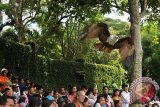 Sejumlah wisatawan menyaksikan atraksi burung Elang Bondol di Bali Bird Park saat musim liburan akhir tahun di Desa Singapadu, Gianyar, Bali, Sabtu (20/12). Atraksi tersebut untuk memberi pengetahuan kepada pengunjung tentang sifat dan naluri burung asli alam Indonesia yang saat ini populasinya mulai berkurang di habitatnya. ANTARA FOTO/Nyoman Budhiana/i018/2014.