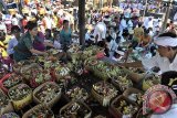 Ribuan umat Hindu menggelar persembahyangan dalam ritual 'Nangluk Merana' atau melarung hama di Pantai Lebih, Gianyar, Bali, Minggu (21/12). Ritual tersebut untuk membuang hama atau penyakit terutama di lahan pertanian setelah berakhirnya musim kemarau sekaligus berdoa untuk mengembalikan kesucian alam. ANTARA FOTO/Nyoman Budhiana/i018/2014.