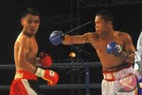 Petinju Indonesia Daud Cino Yordan (kanan) melayangkan pukulan ke lawannya Petinju Filipina, Ronald Pontillas saat pertandingan memperebutkan gelar juara kelas ringan WBO Asia Pasific di GOR Pangsuma, Pontianak, Kalbar, Sabtu (20/12) malam. Daud Yordan menang KO pada ronde ke-5. ANTARA FOTO/Jessica Helena Wuysang