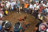 Sejumlah warga menyaksikan dua ayam jago yang diadu dalam upacara Aci Keburan di Desa Adat Kelusa, Payangan, Gianyar, Minggu (28/12). Tradisi kurban dengan mengadu ayam jago tersebut merupakan ritual kurban sebagai wujud syukur warga setempat kepada Dewa Brahma atau Dewa Agni atas hasil peternakan mereka yang telah memberi manfaat. ANTARA FOTO/Nyoman Budhiana/i018/14.