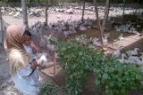 Kediri (Antara Jatim) - Seorang warga melihat peternakan bebek peking di Desa Sumberjo, Kecamatan Badas, Kabupaten Kediri, Jawa Timur, Selasa (2/12). Harga jual bebek peking lebih tinggi, per kilogram bisa dihargai sekitar Rp30 ribu. Bebek ini lebih disukai untuk dibudidayakan, sebab mempunyai daging yang lebih besar. FOTO Asmaul Chusna/14/Chan.