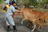 Pamekasan (Antara Jatim) - Petugas Karantina Dinas Peternakan, menyuntikkan obat terhadap sapi yang akan dipasarkan ke Kabuapten Probolinggo, di Desa Pagagan, Pademawu, Pamekasan, Jumat (12/12). Dalam beberapa pekan terakhir harga sapi di Madura naik hampir dua kali lipat dari biasanya, akibat tingginya harga daging sapi dan naiknya harga BBM. FOTO Saiful Bahri/14/Chan.
