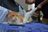 Madiun (Antara Jatim) - Seorang pemilik merawat kucing yang akan mengikuti Kontes Kucing di sebuah pusat perbelanjaan dan hiburan di Kota Madiun, Jawa Timur, Minggu (7/14). Kontes kucing yang digelar 