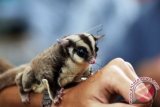 Seekor Sugar Glider (Petaurus Brevicep) diperlihatkan pemiliknya saat gathering komunitas pecinta Sugar Glider di Kawasan GOR Agus Salim, Padang, Sumatera Barat, Minggu (4/1). Hewan marsupial (berkantung) yang habitatnya di Papua dan Australia utara itu dipelihara dan dikembangbiakkan untuk menjaga kelestarian populasinya. ANTARA FOTO/Iggoy el Fitra/wdy/15.