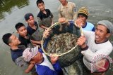 Sejumlah siswa Sekolah Usaha Perikanan Menengah (SUPM) memanen udang vaname di tambak udang busmetik Kelurahan Mintaragen, Tegal, Jateng, Selasa (13/1). Panen udang vaname dengan menggunakan metode budidaya udang skala mini dengan empang plastik (busmetik), lebih cepat dari target 100 hari. ANTARA FOTO/Oky Lukmansyah/wdy/15.