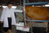 Menteri Pertanian Amran Sulaiman (kiri) memegang sapi betina yang akan disuntik Inseminasi Buatan di Balai Embrio Ternak (BET) Cipelang, Bogor, Jawa Barat, Senin (12/1). Kunjungan tersebut untuk mengetahui potensi BET sebagai salah satu penghasil bibit ternak unggul di Indonesia dan mentan meminta kepada BET untuk meningkatkan produktivitas pembibitan ternak khususnya di BET Cipelang. (Foto Antara/Jafkhairi)