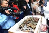 Petugas Unit Pelaksanaan Teknis Balai Besar Karantina Ikan memperlihatkan barang bukti pengiriman kepiting bakau bertelur saat menggelar barang bukti dan konfrensi pers Penggalan Pengeluaran Ekspor Komoditi Kura-Kura Moncong Babi, Lobster dan Kepiting Bertelur di Kementerian Kelautan Dan Perikanan, Gambir, Jakarta, Senin (19/1). Badan Karantina Ikan Pengedalian Mutu Dan Keamanan Hasil Perikanan KKP menggagalkan usaha penyeludupan 2350 ekor kura-kura moncong babi yang dipaket dengan 700-800 kepiting bakau, 3 lobster bertelur dan 140 lekor lobster kecil dengan negara tujuan pengiriman Hongkong. ANTARA FOTO/Teresia May/wdy/15.
