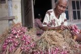 Nganjuk (Antara Jatim) - Seorang petani memilih bawang merah yang sudah kering kualitas terbaik untuk dijadikan benih di Desa Sukorejo, Kecamatan Rejoso, Kabupaten Nganjuk, Jawa Timur, Rabu (21/1). Harga bawang merah untuk konsumsi saat ini hanya sekitar Rp6.000 per kilogram, sementara untuk bibit bisa mencapai dua kali lipat, sehingga petani lebih berminat menanam bawang merah untuk keperluan bibit daripada konsumsi. (FOTO Asmaul Chusna/15/edy)