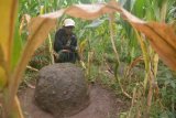 Bondowoso (Antara Jatim) - Baidowi (39) seorang pencari rumput berada di dekat Situs Jatisari, Kecamatan Wringin, Bondowoso, Jawa Timur, Rabu (28/1). Kabupaten Bondowoso menjadikan situs sebagai tujuan wisata sejarah karena terdapat 1.123 benda cagar budaya seperti sarkofagus, batu kenong, menhir, dan dolmen, sayangnya akses jalan menuju tempat situs kebanyakan rusak serta tidak terawat.FOTO/Seno/15.