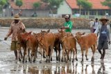 Pamekasan (Antara Jatim) - Pedagang menggiring sapi dagangannya saat akan dipasarkan ke Kabupaten Probolinggo di Desa Pegagan, Pademawu, Pamekasan. Pemprov Jatim mencanangkan Madura sebagai Pulau Sapi, karena produksi sapi di Madura paling tinggi dibandingkan daerah lain di Indonesia, yakni mencapai 803 ribu ekor sapi.  FOTO/Saiful Bahri/15/Oka.

