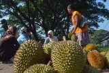 Madiun (Antara Jatim) - Pembeli memilih buah durian lokal yang dijual di Pagotan, Kab. Madiun, Sabtu (28/2). Para penjual membeli durian dari para petani durian di sekitar lereng Gunung Wilis yang saat ini memasuki musim panen durian lokal, dan dijual kepada konsumen dan pedagang dari beberapa daerah dengan harga antara Rp 15 ribu hingga Rp75 ribu perbuah, tergantung ukuran dan kualitas buah. FOTO Siswowidodo/15
