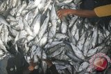 Ikan Bandeng Sulsel berpotensi menjadi proritas ekspor